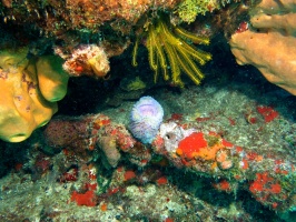 Azure Vase Sponge IMG 2979